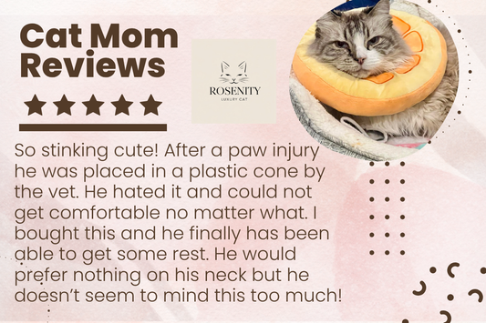 Why Hard Plastic Cones Stress Out Cats (And Why Your Furry Friend Deserves Something Better)