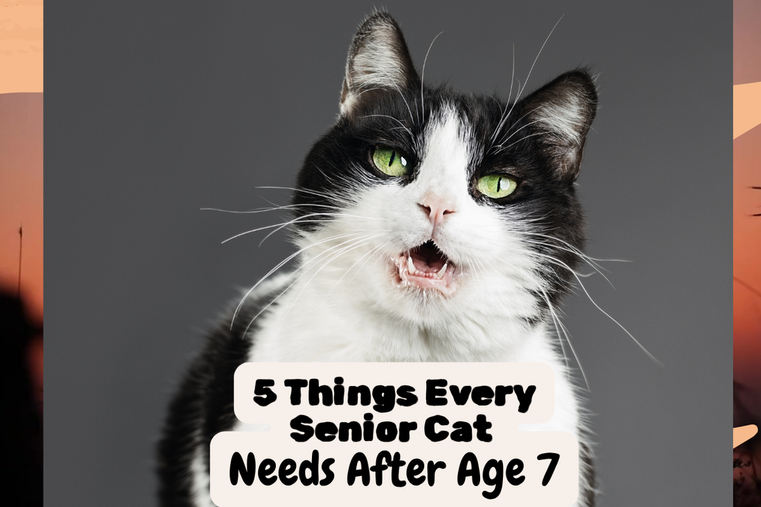 5 things Every Senior Cat needs after Age 7+( According to Vets & Cat Parents)