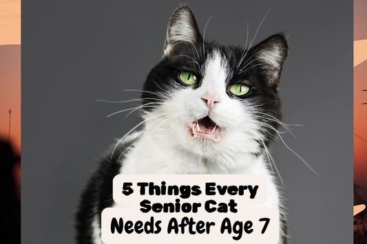 5 things Every Senior Cat needs after Age 7+( According to Vets & Cat Parents)