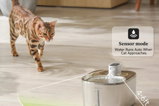 Why your Cat Won't Drink water - 7 Real Reasons & What Actually works