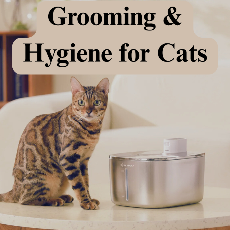 Grooming & Hygiene for Cats